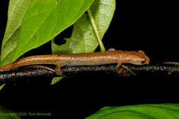 Image of Mushroomtongue salamander