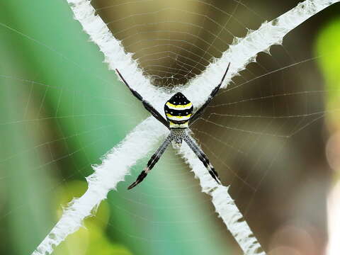 Image of St Andrews cross spider