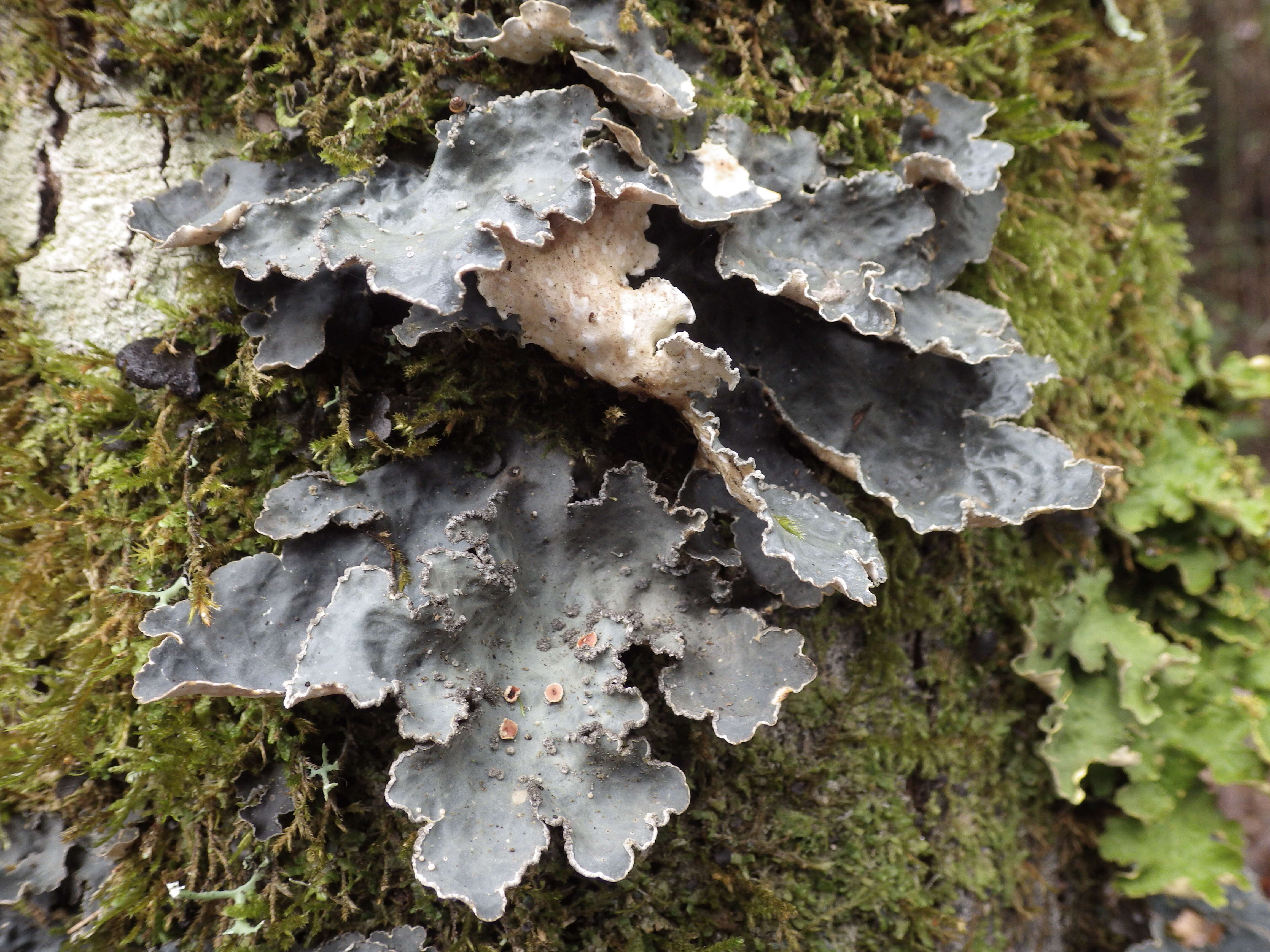 Image of lung lichen