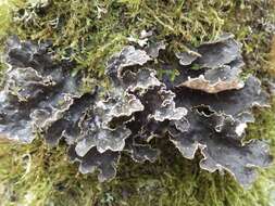 Image of lung lichen