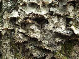 Image of lung lichen