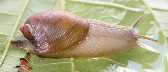 Image of Amphibulima patula