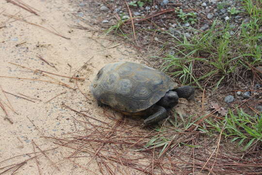 Image of (Florida) Gopher Tortoise