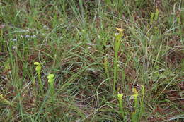 Image of Yellow pitcher plant