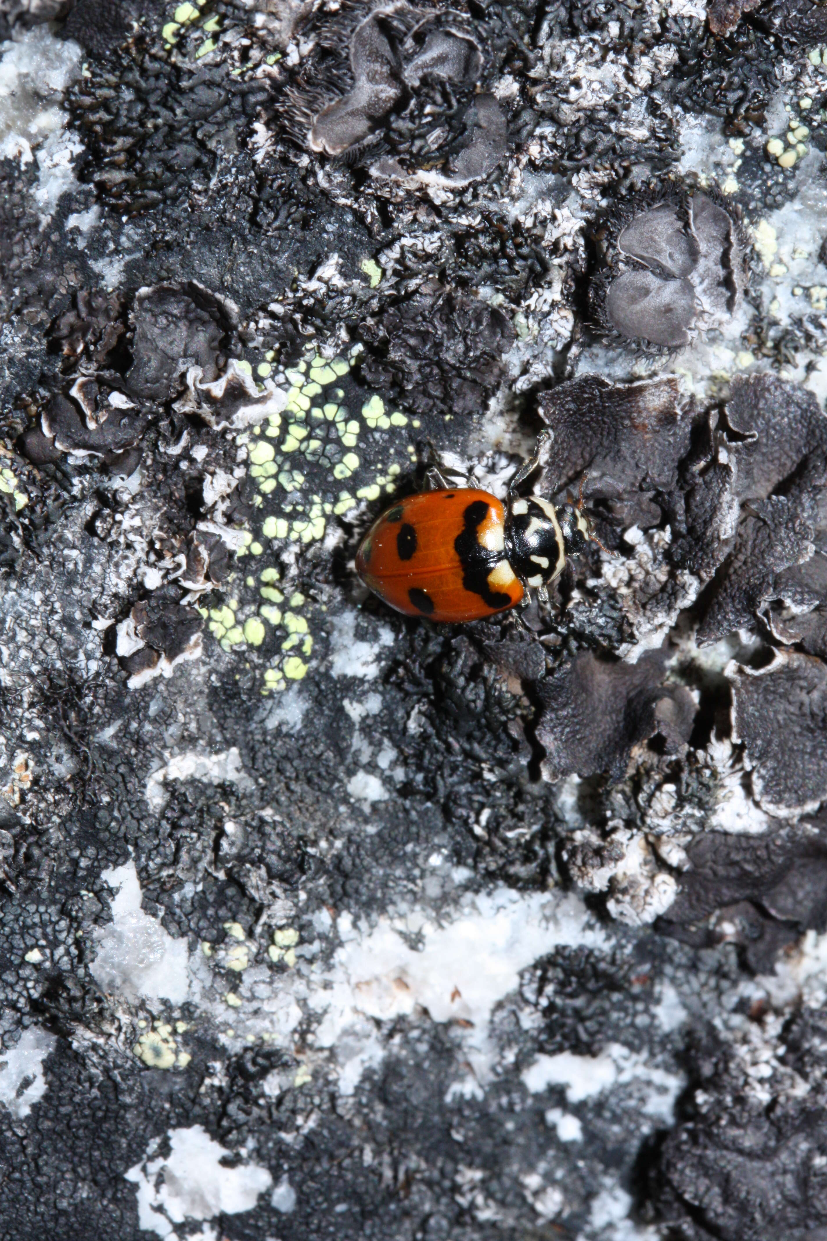 Image of Casey's Lady Beetle