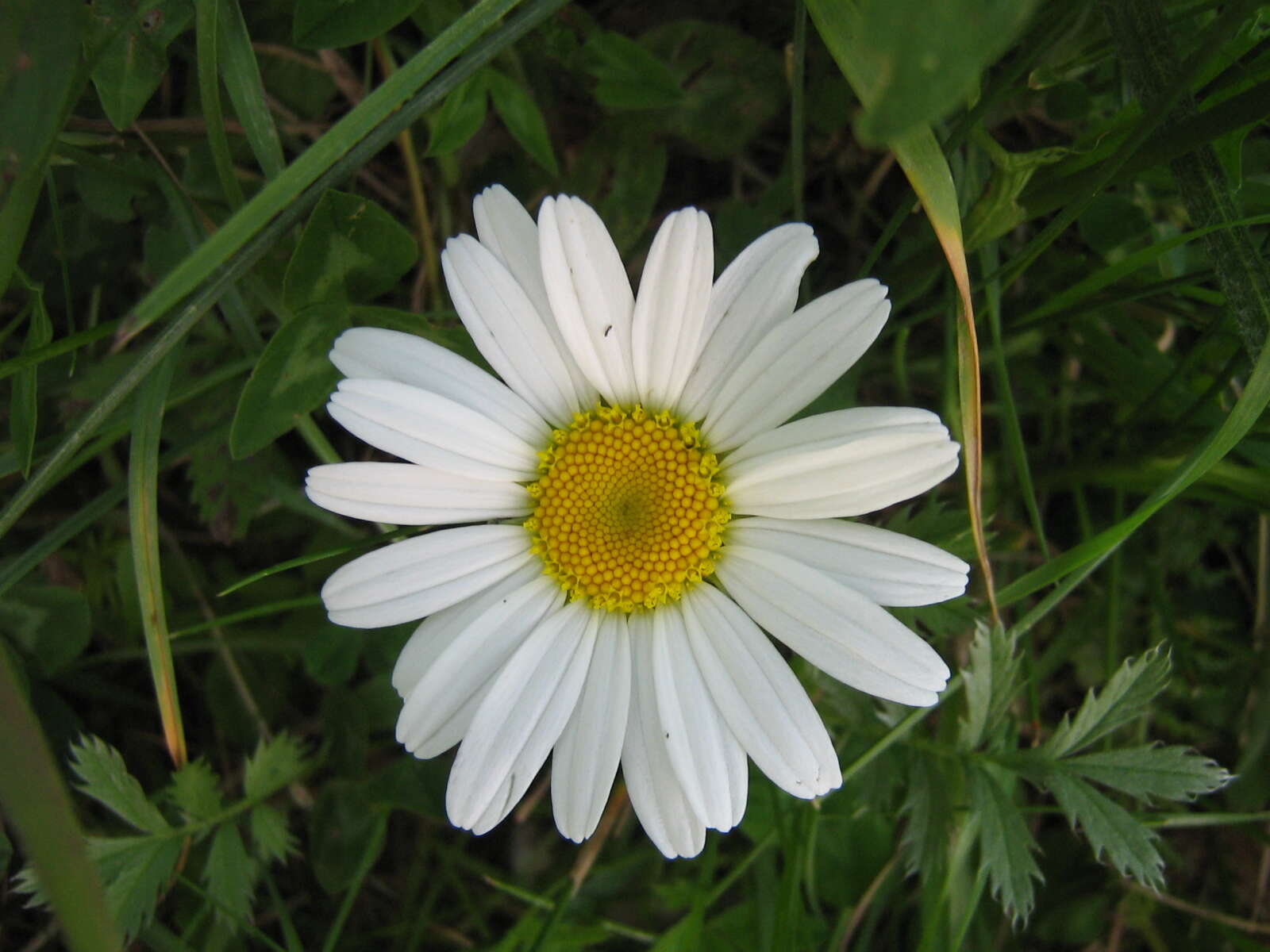 Image of False chamomile