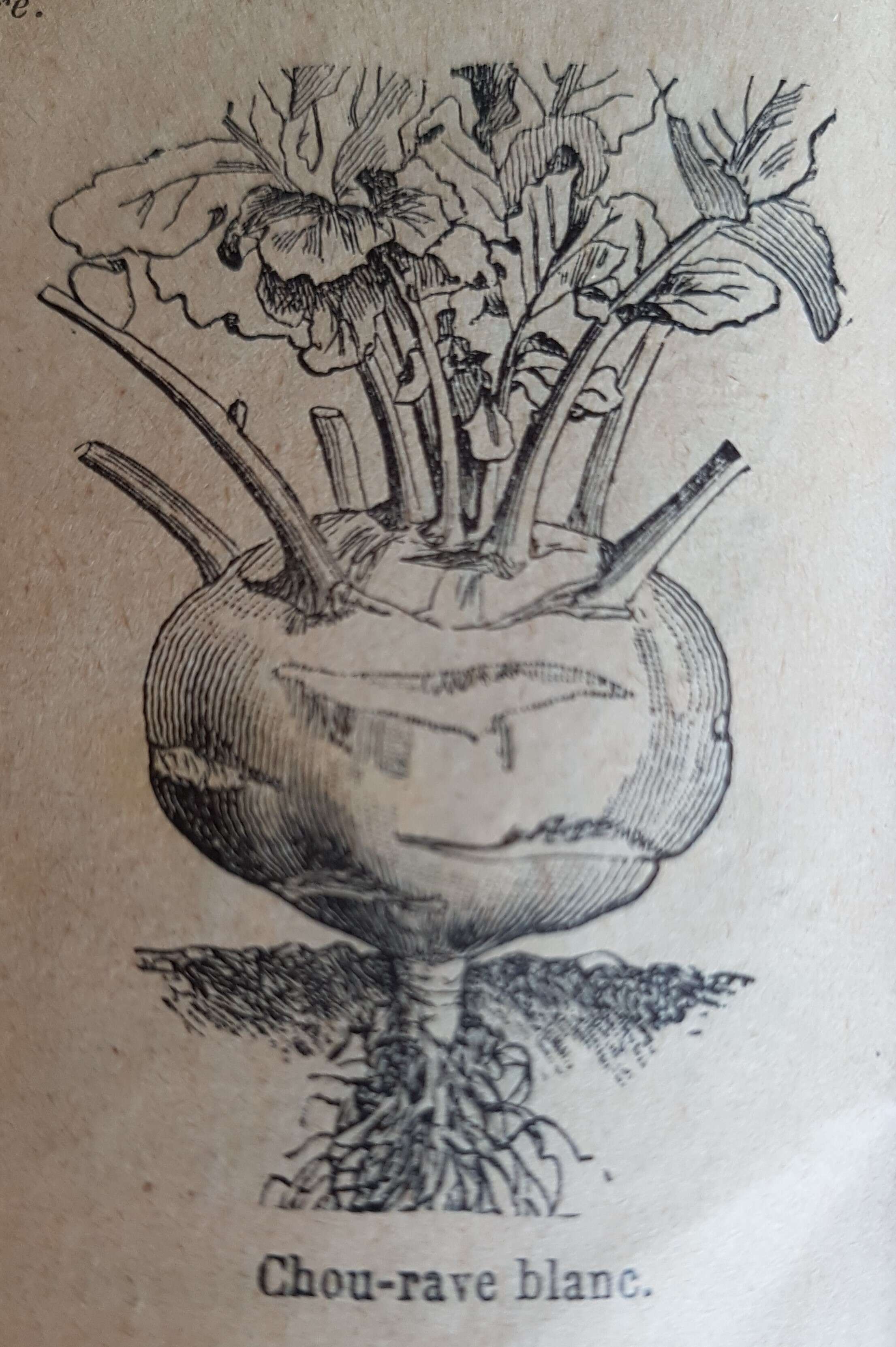 Image of kohlrabi