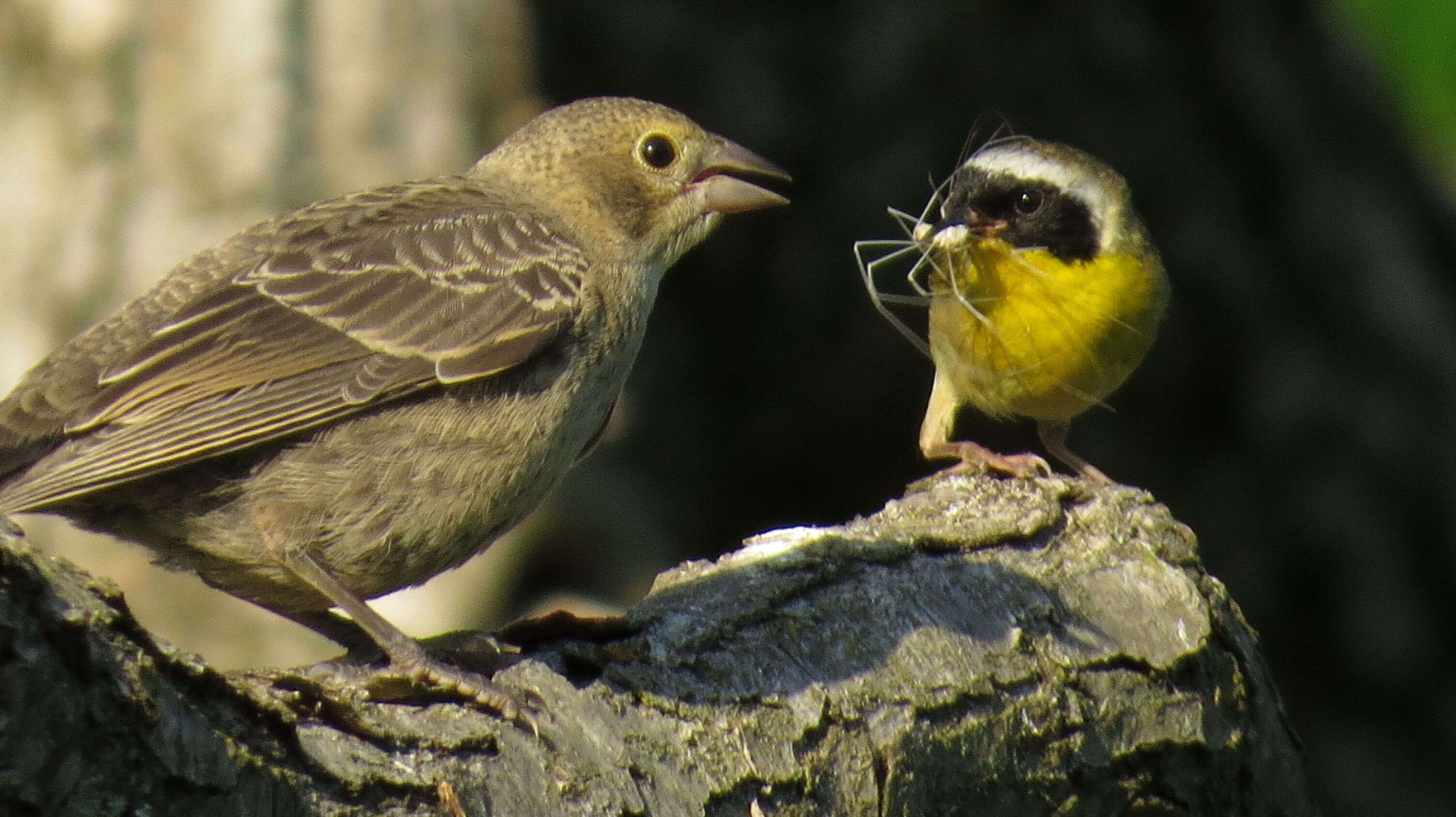 Geothlypis trichas (Linnaeus 1766) resmi