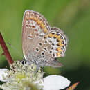 Image of Plebejus idas