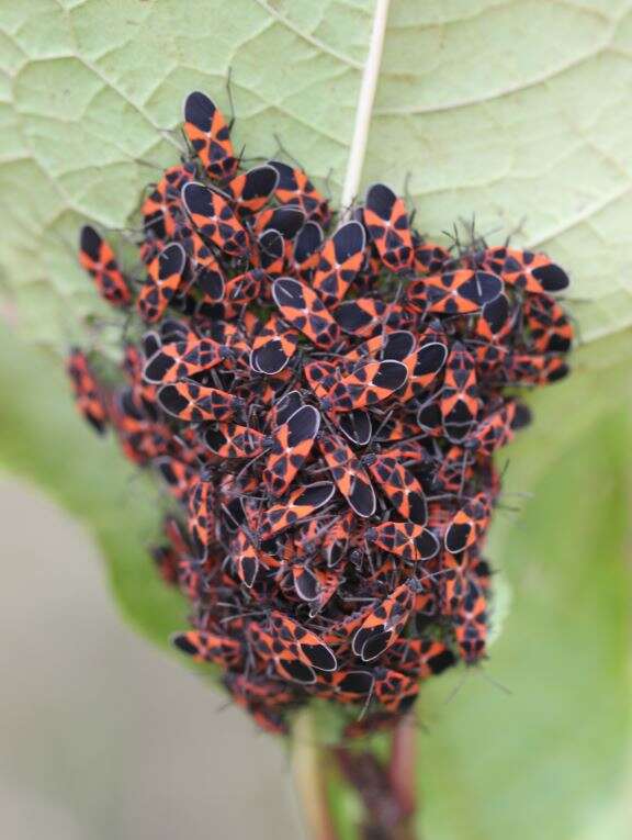 Image of Bird Cherry