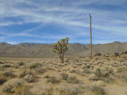 Слика од Yucca brevifolia Engelm.