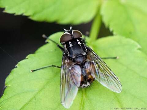 Image of House fly