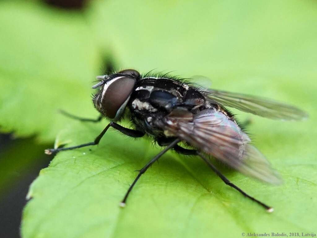 Image of House fly