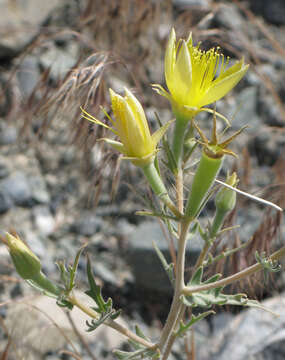 Image of giant blazing star