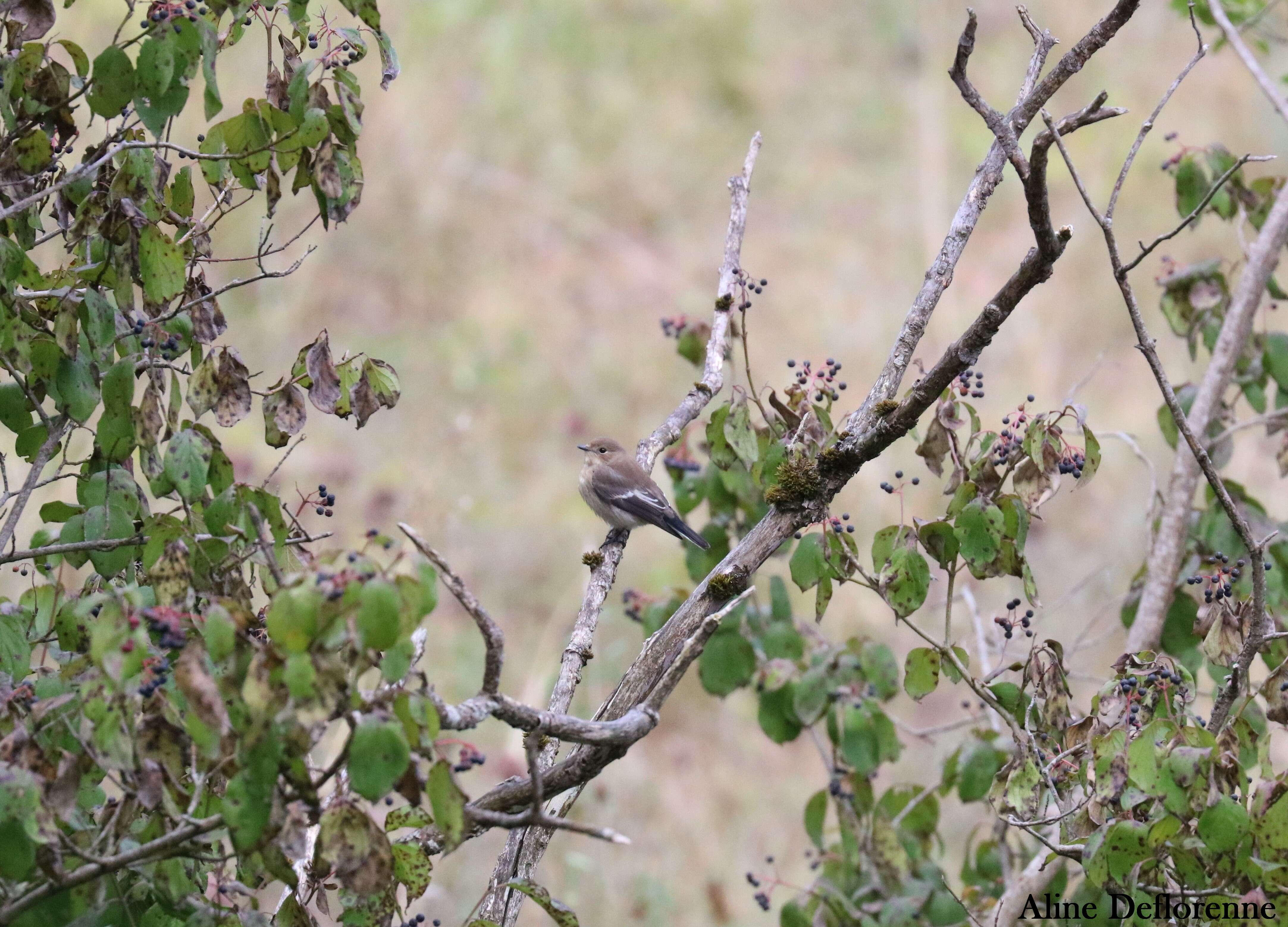 Image of European Pied Flycatcher