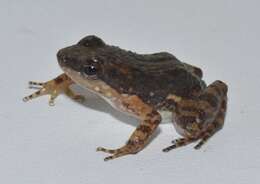 Image of Common Rocket Frog