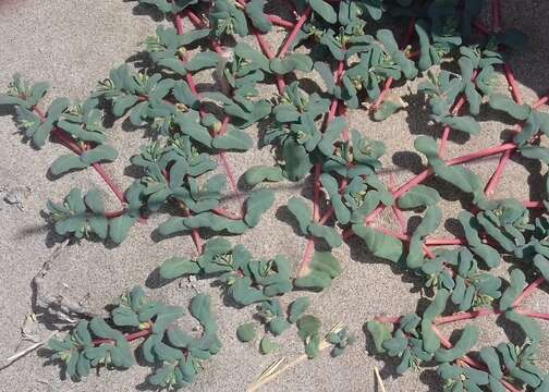 Image of Euphorbia peplis L.