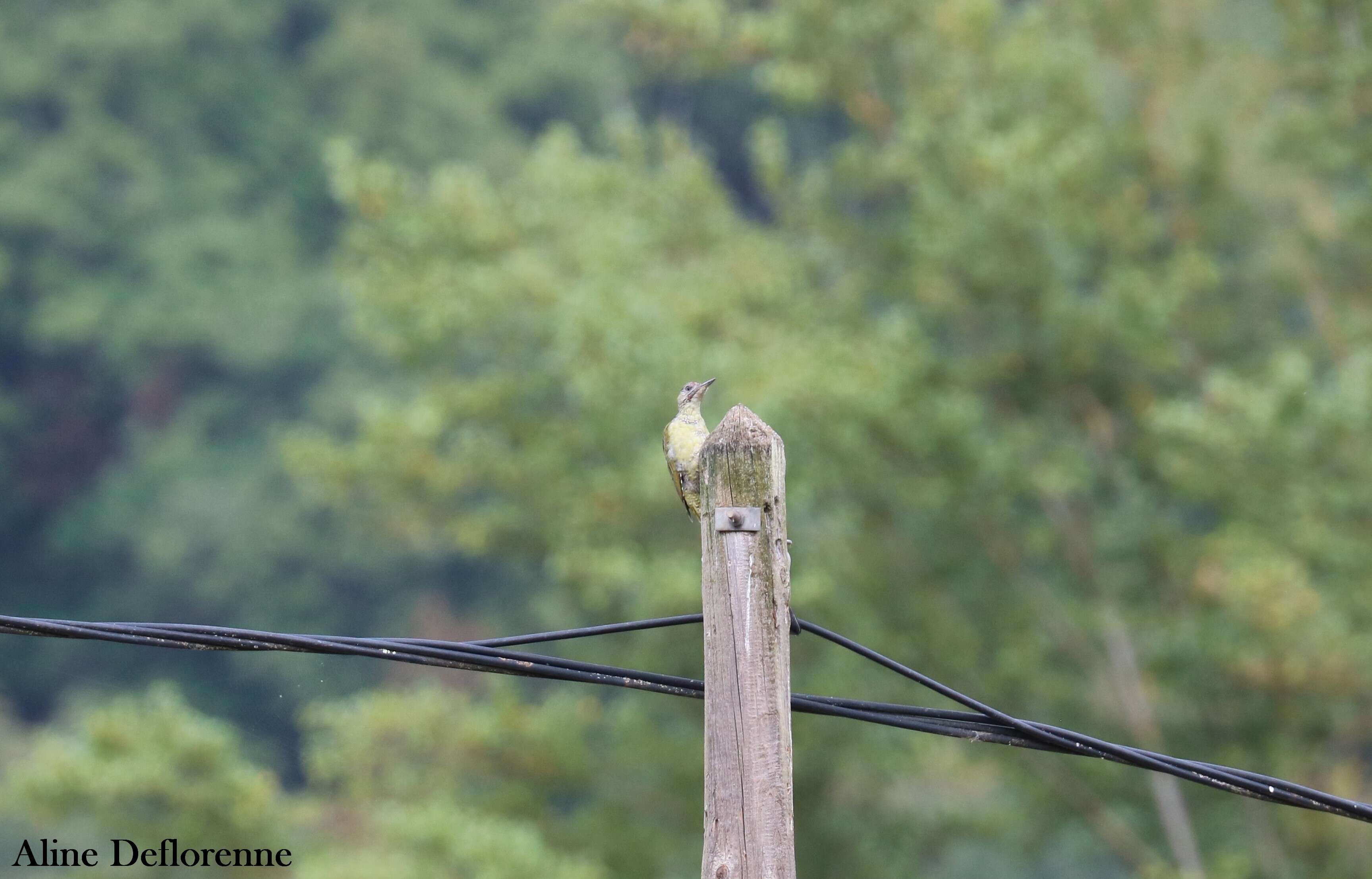 Image of Eurasian Green Woodpecker