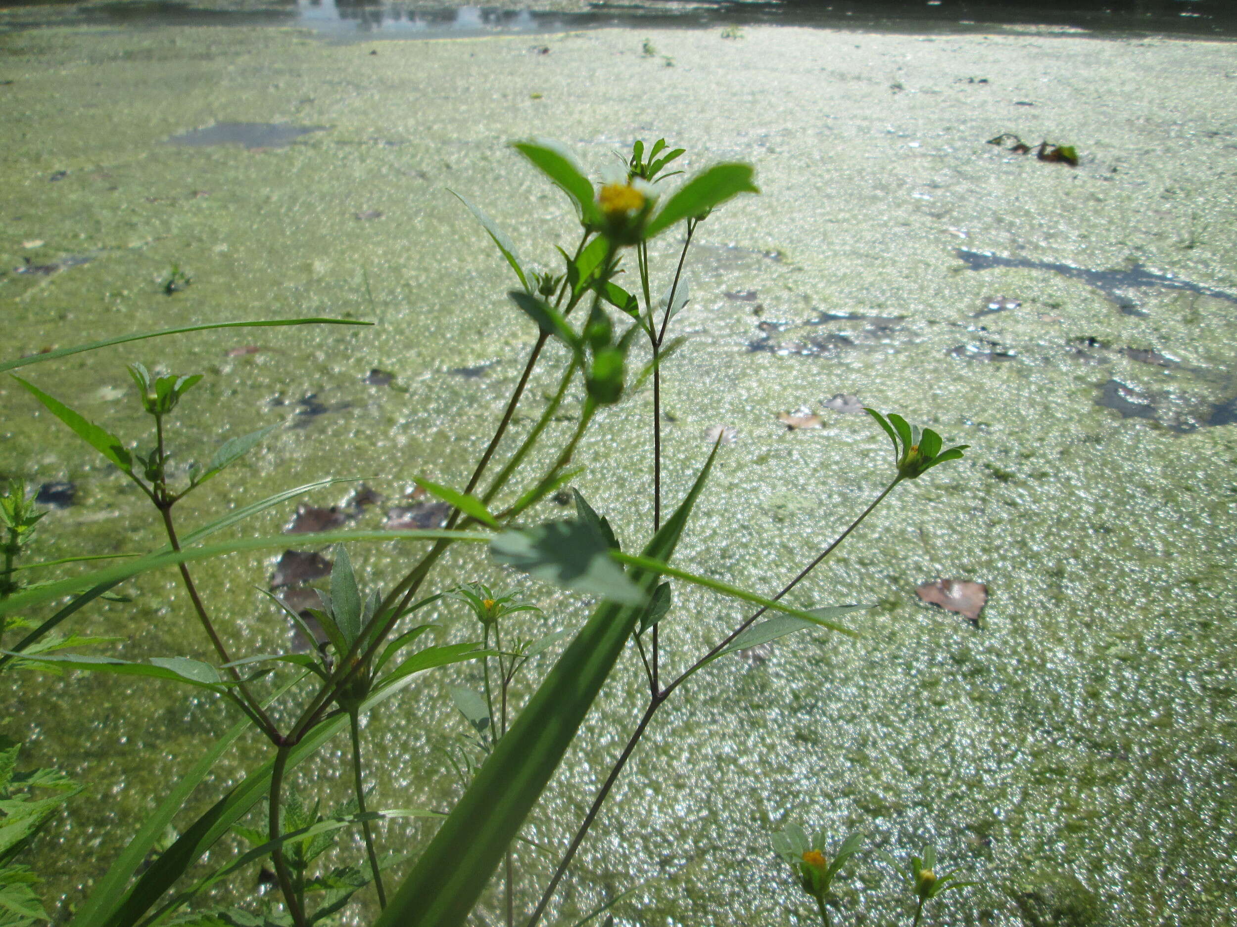 صورة Bidens frondosa L.