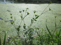 صورة Bidens frondosa L.