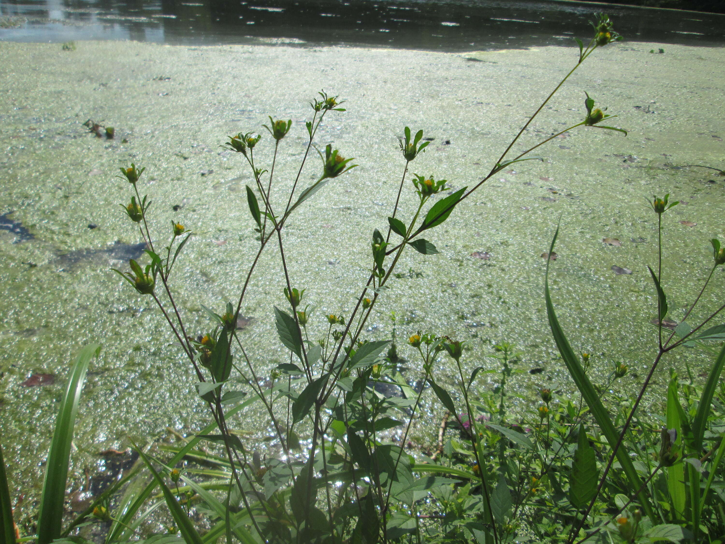 صورة Bidens frondosa L.