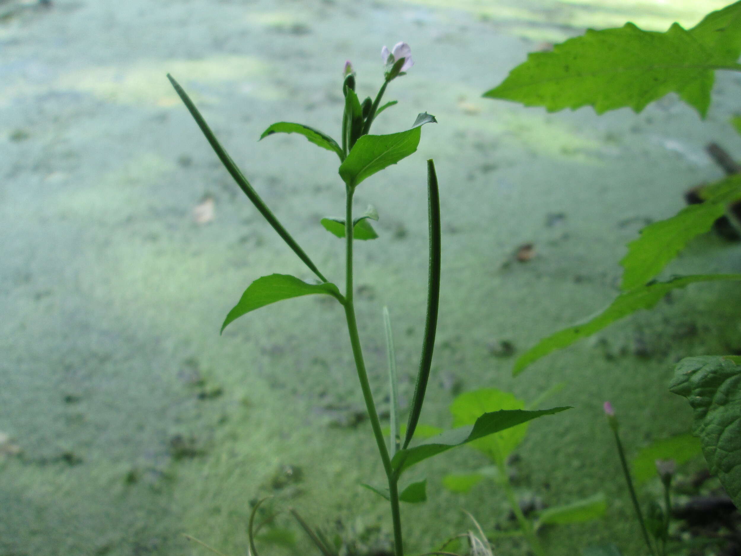 Imagem de Epilobium tetragonum L.