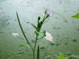 Imagem de Epilobium tetragonum L.