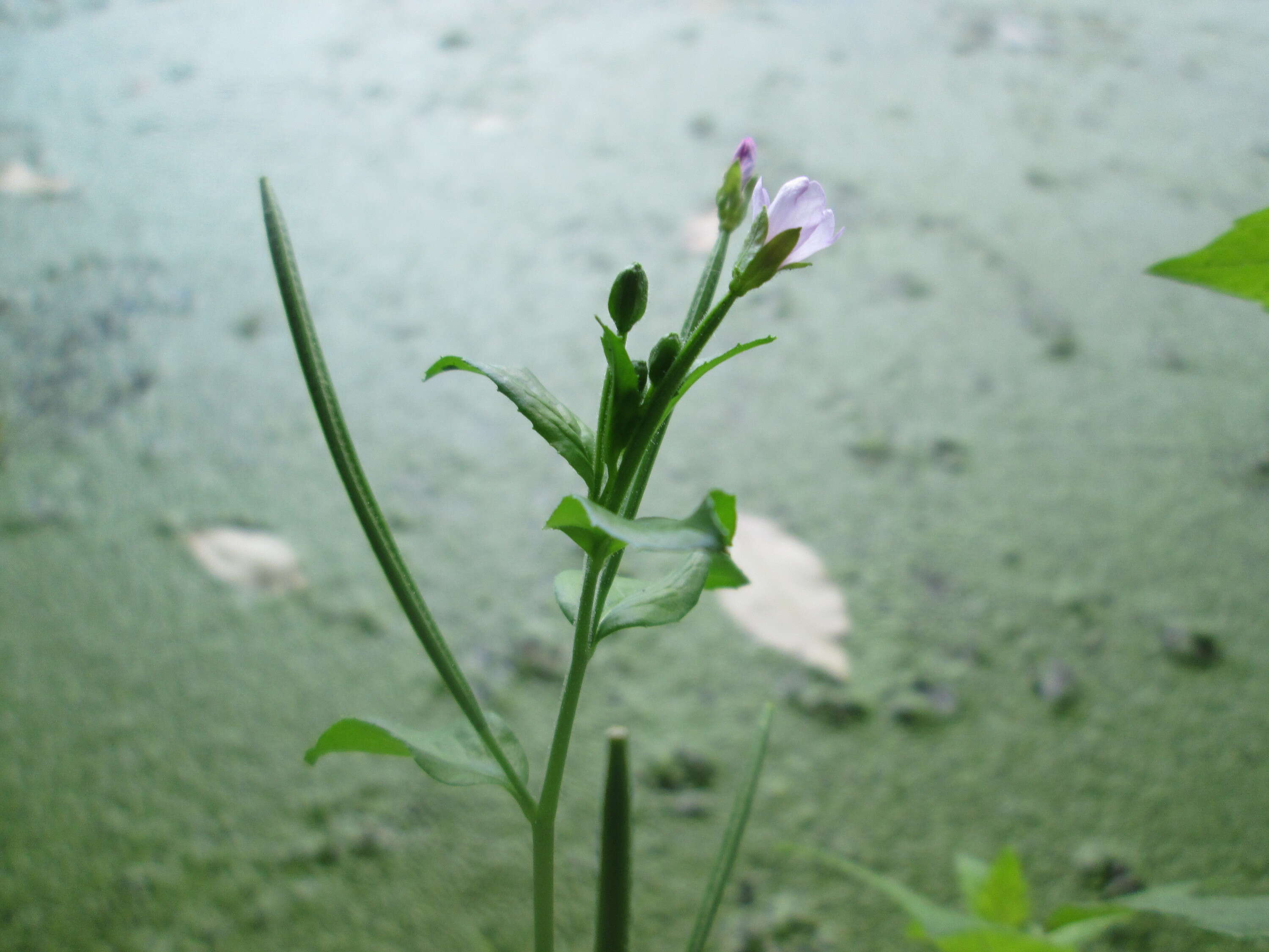 Imagem de Epilobium tetragonum L.