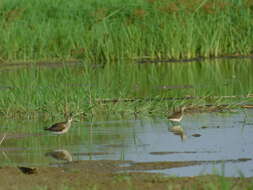 Image of Wood Sandpiper