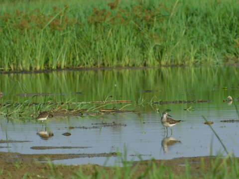 Image of Wood Sandpiper