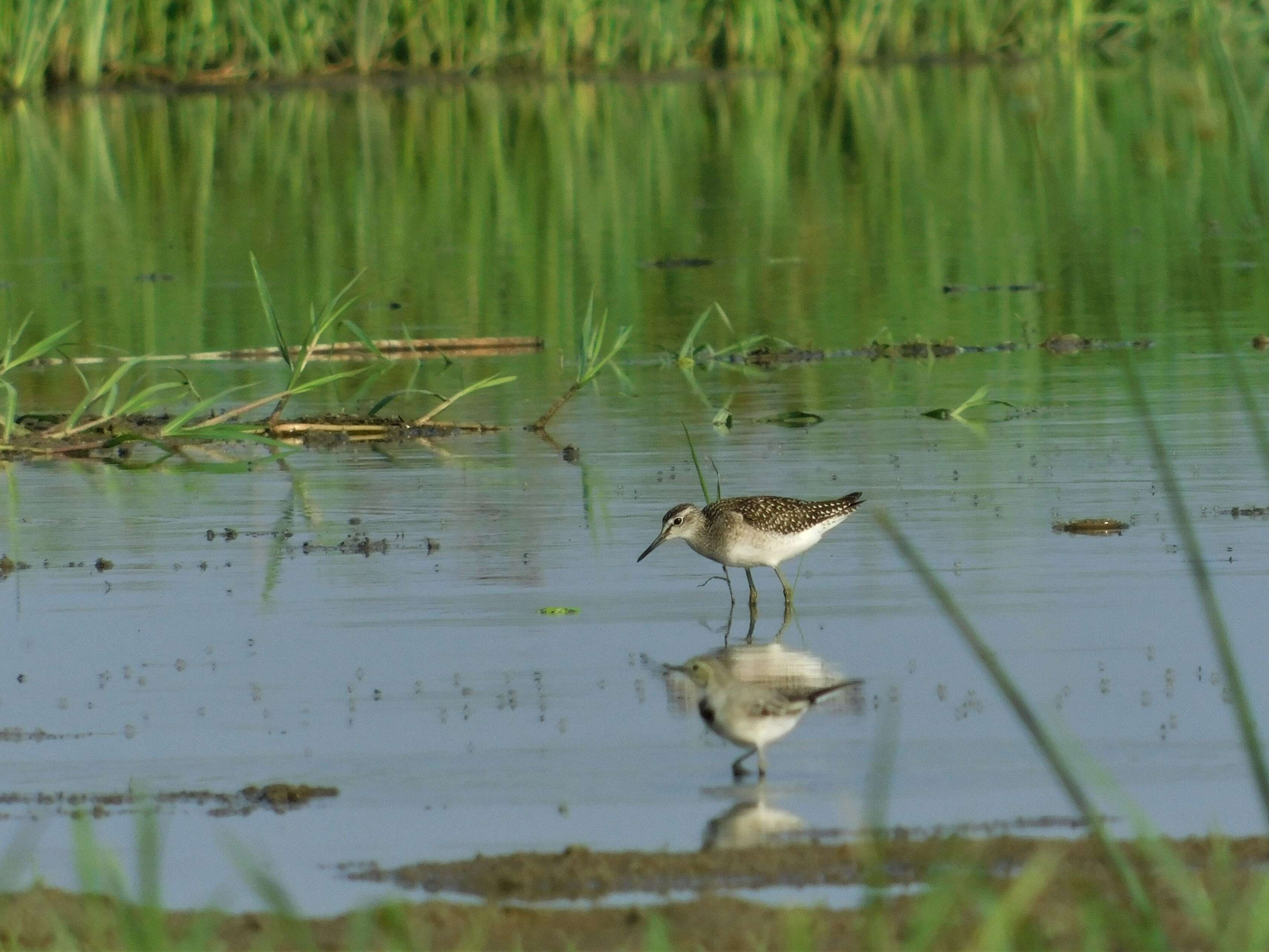 Image of Wood Sandpiper