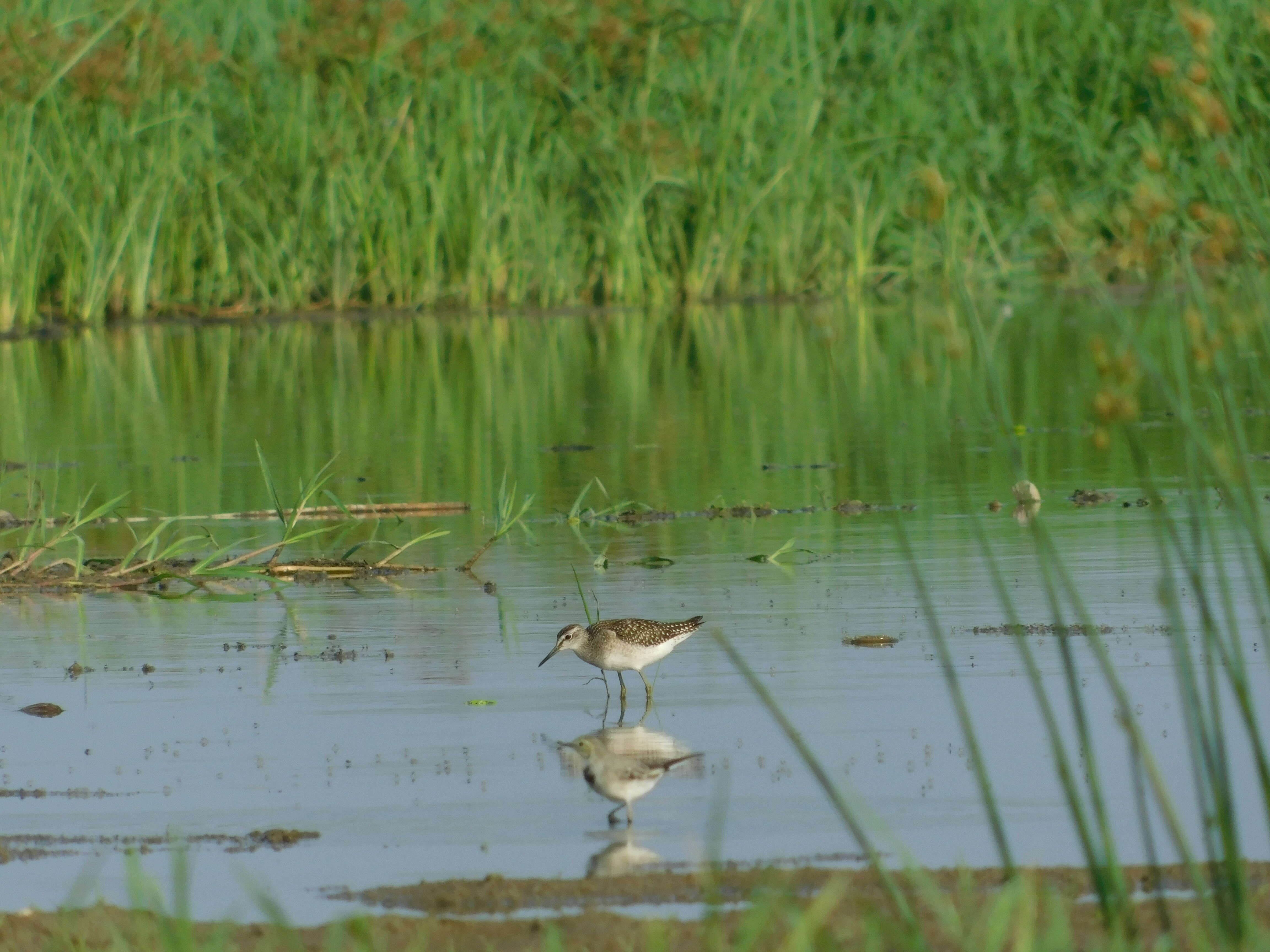 Image of Wood Sandpiper