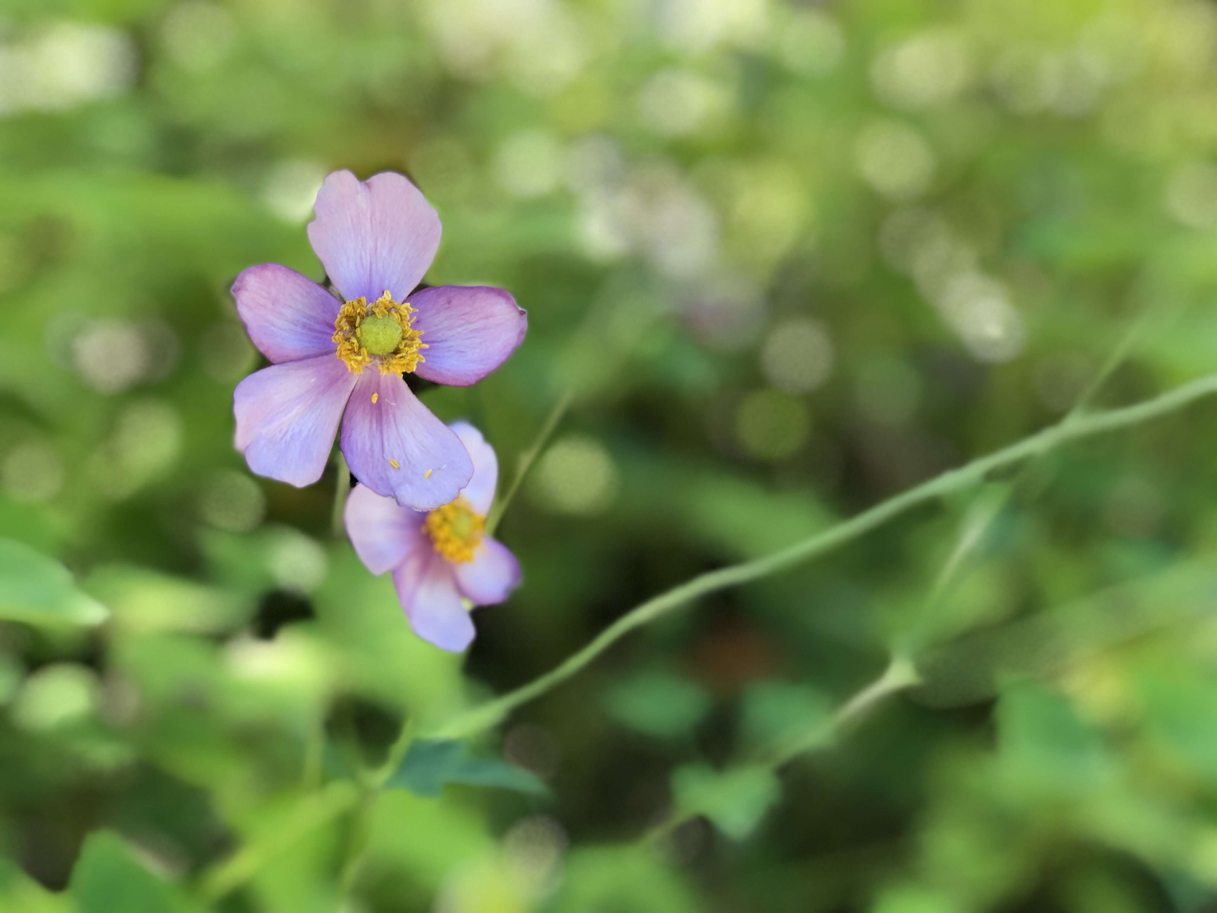 Image of Japanese Thimbleweed