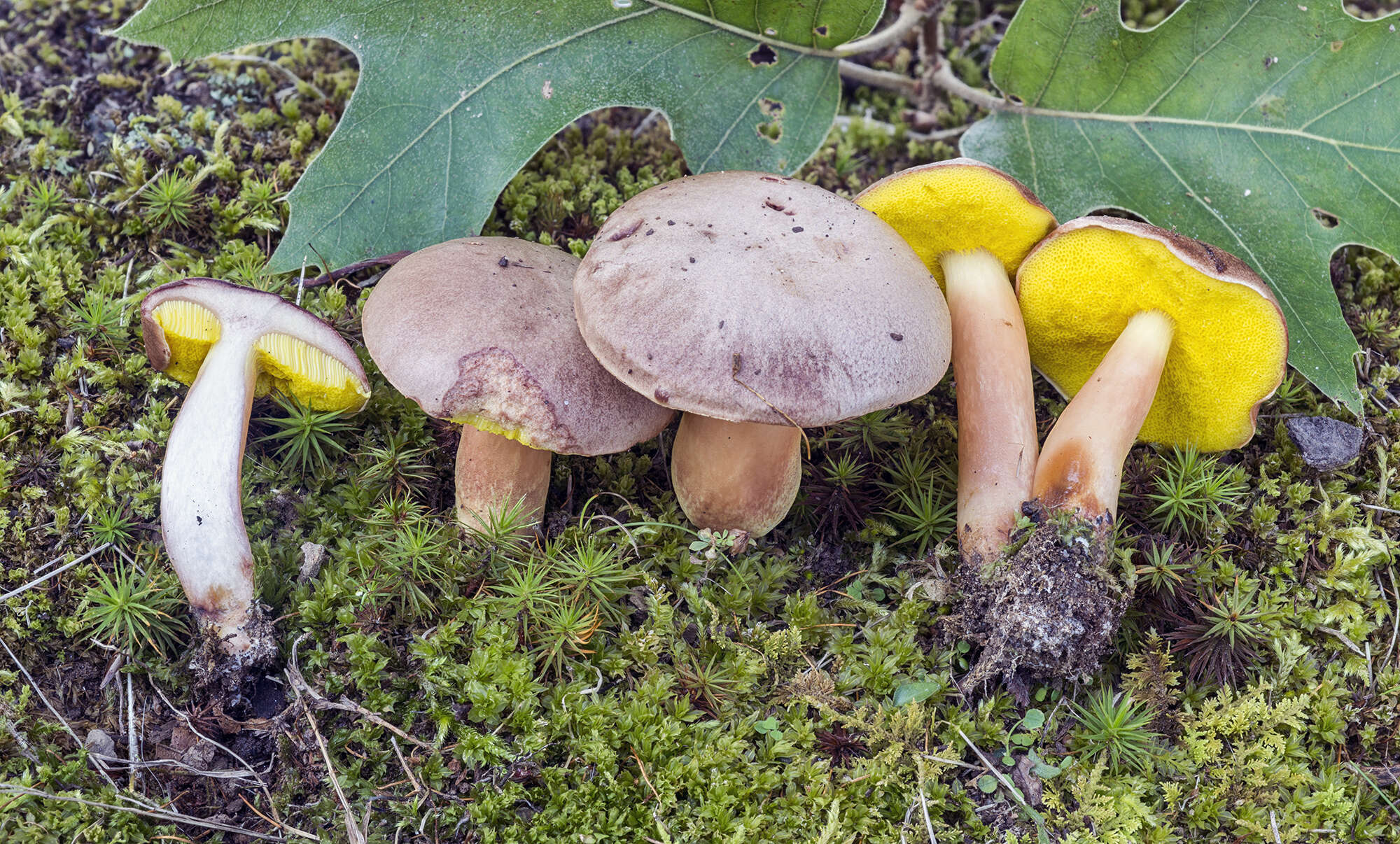 Image of Aureoboletus auriporus (Peck) Pouzar 1957