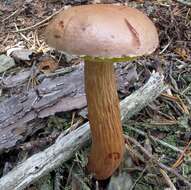 Слика од Aureoboletus projectellus (Murrill) Halling 2015