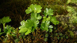 صورة Ranunculus viridis H. D. Wilson & P. J. Garnock-Jones