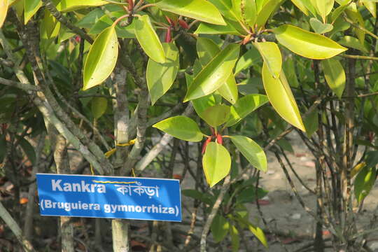 Image of Kankra