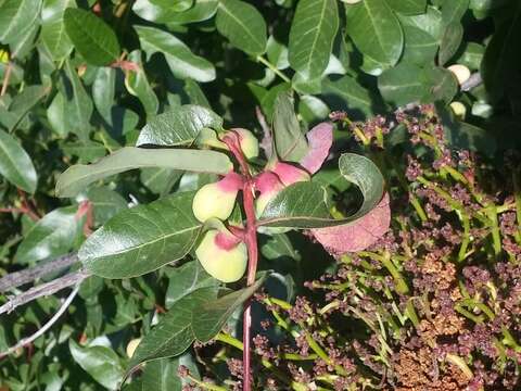 Image of Cyprus turpentine