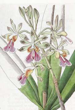 Image of Peacock orchid