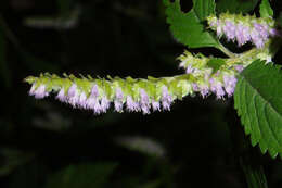 Image of crested latesummer mint