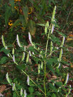 Image of crested latesummer mint