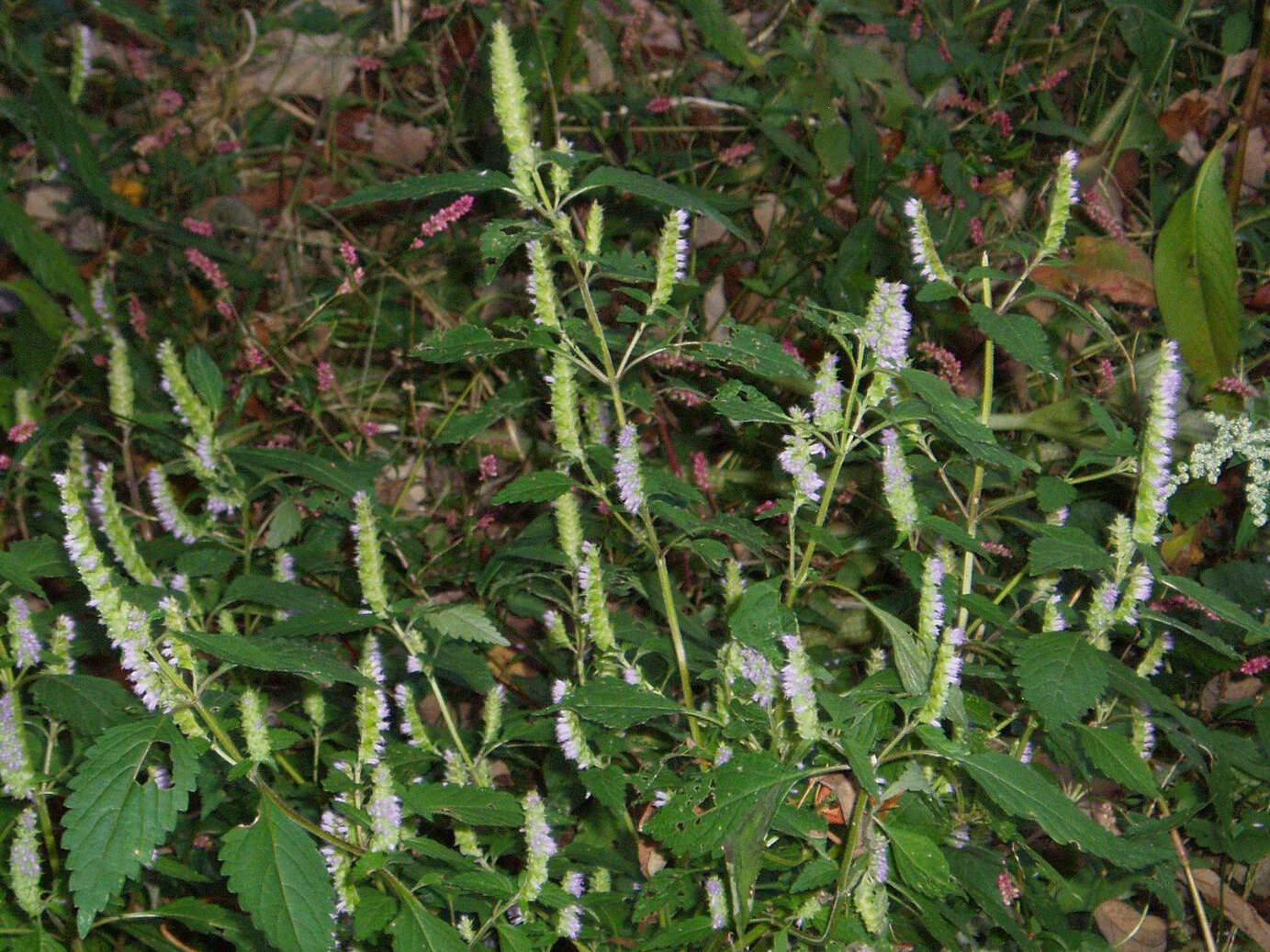 Image of crested latesummer mint