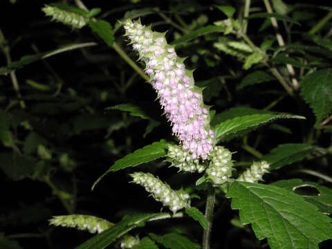 Слика од Elsholtzia ciliata (Thunb.) Hyl.