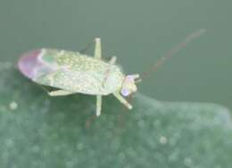 Image of Orthotylus flavosparsus (C. Sahlberg 1841)