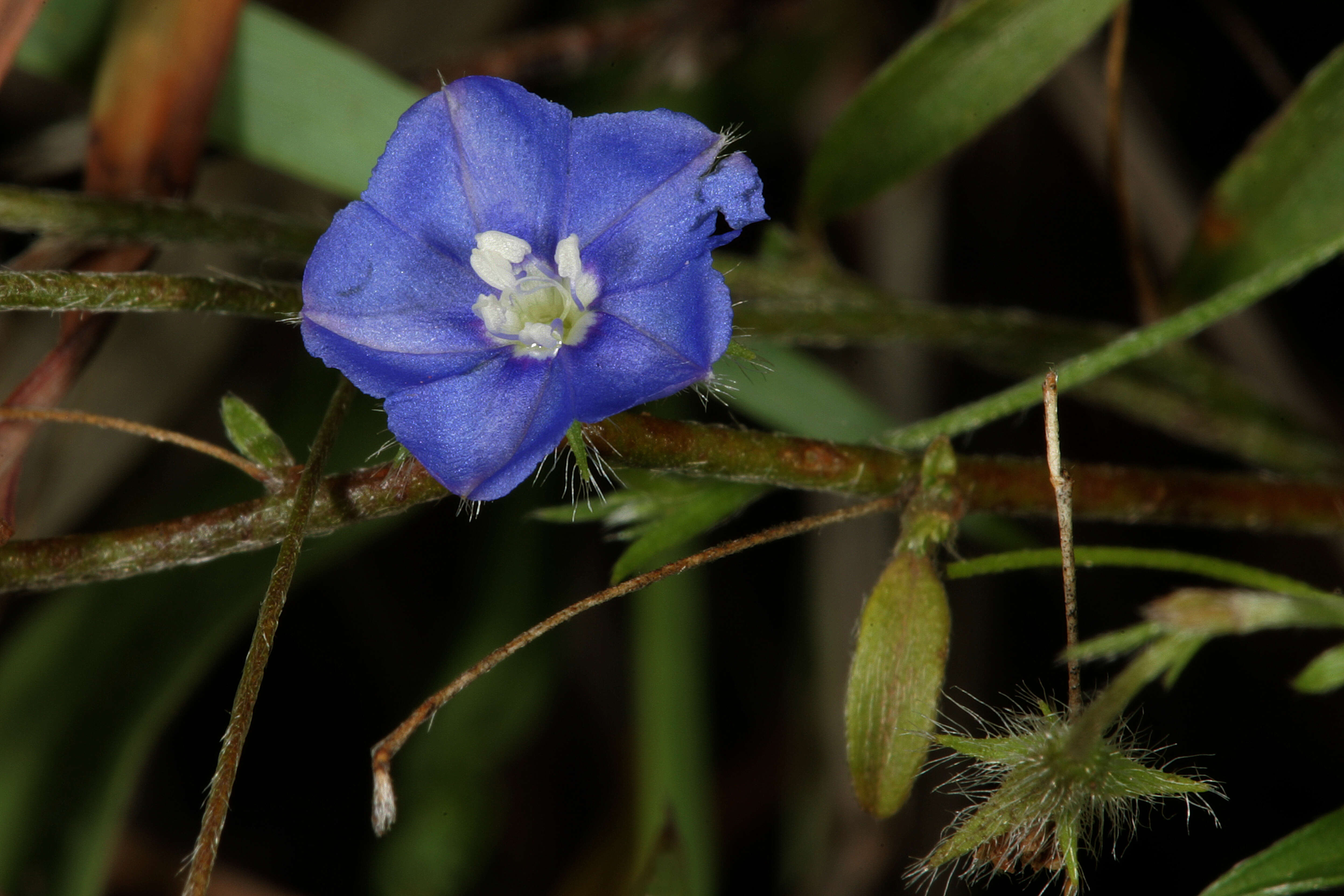 Image of slender dwarf morning-glory