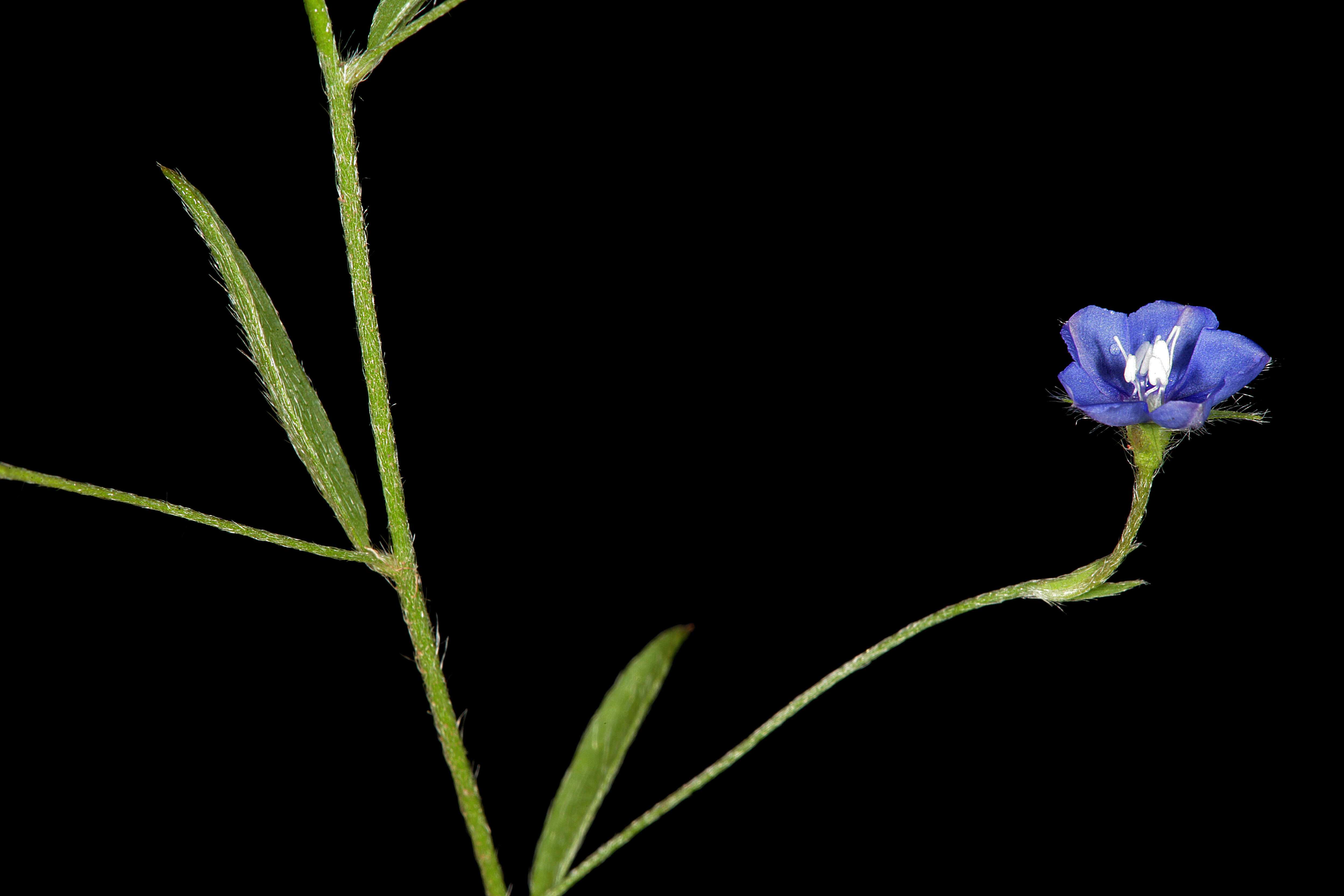 Image of slender dwarf morning-glory