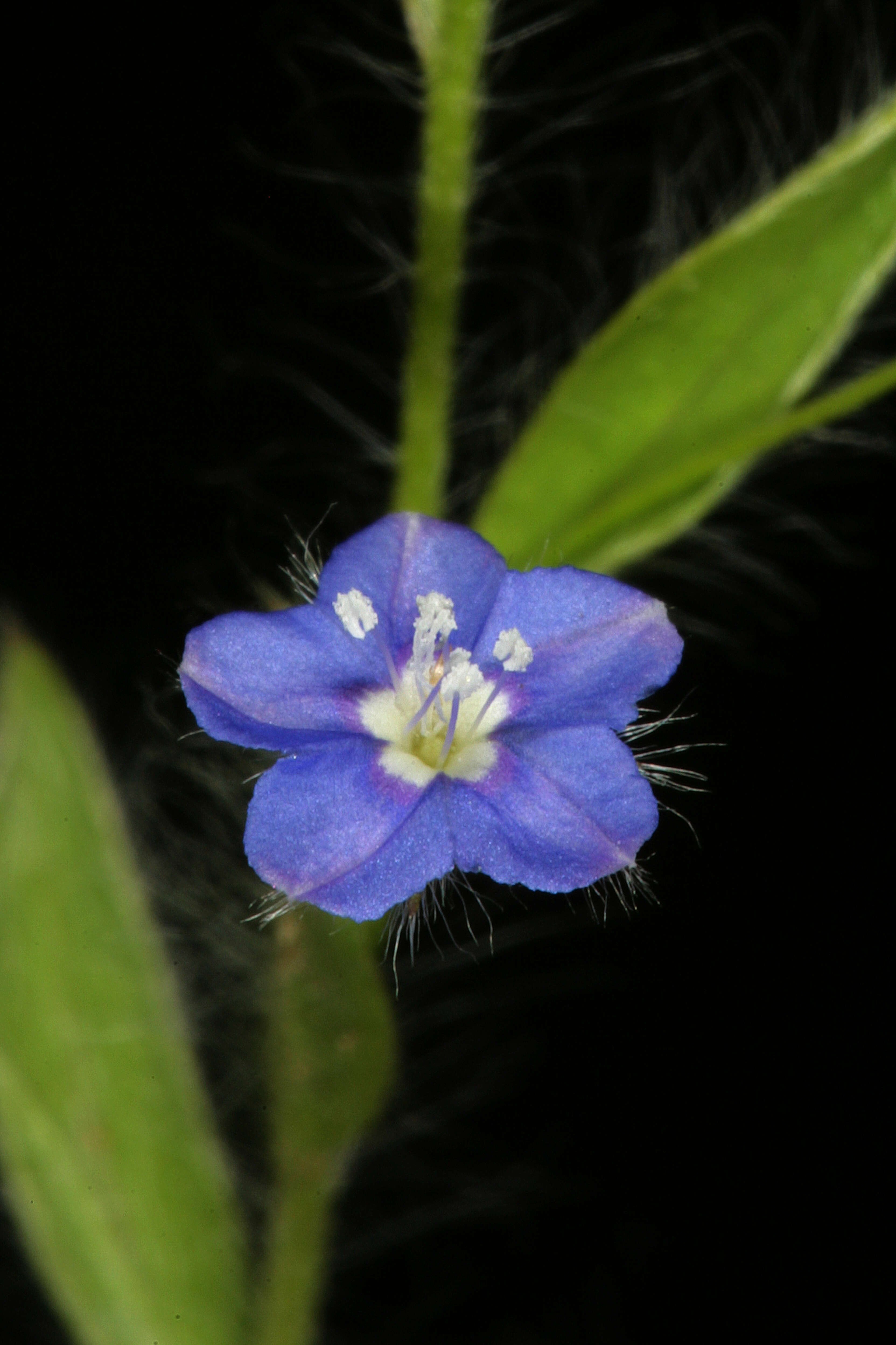 Image of slender dwarf morning-glory