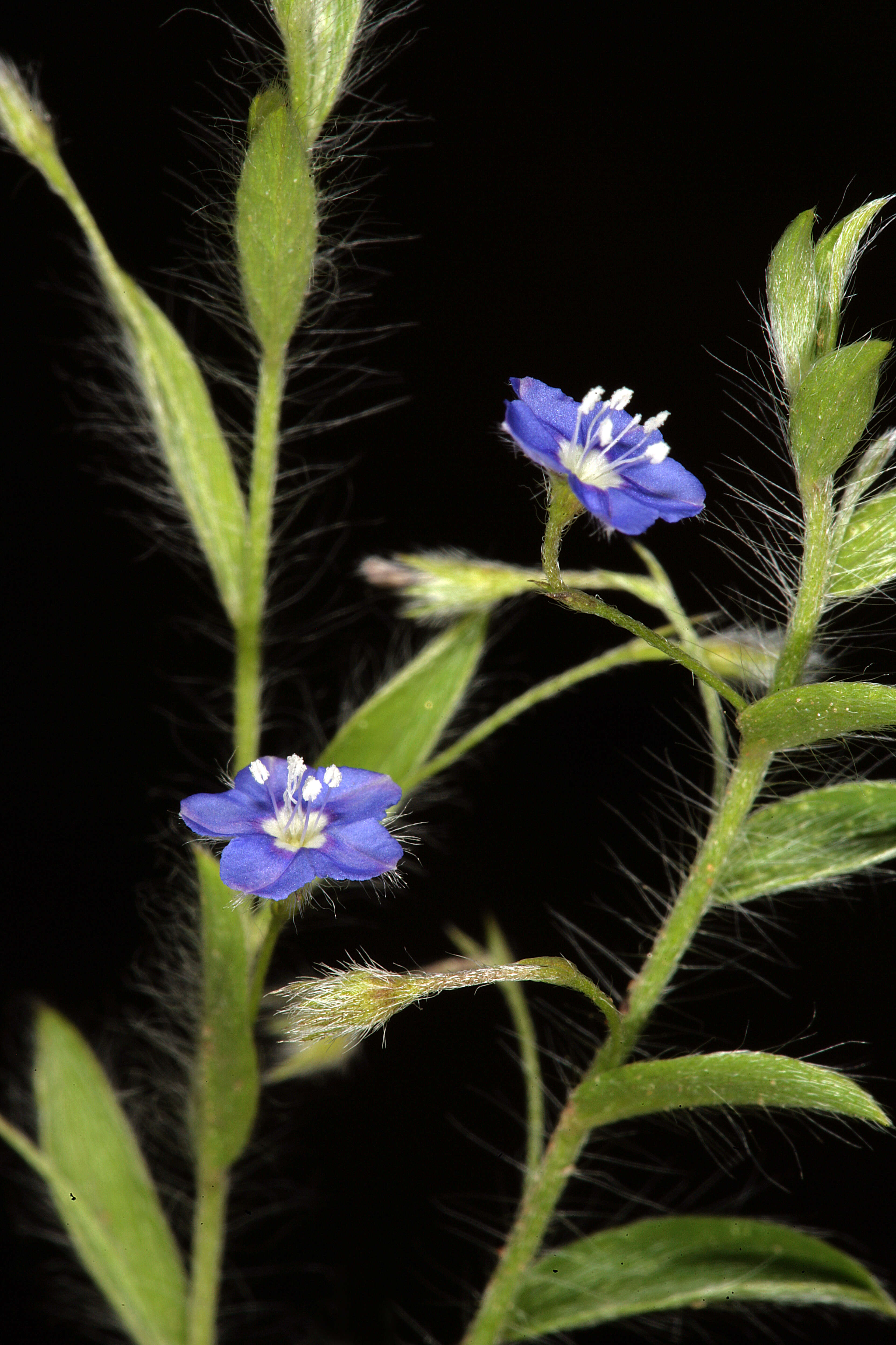 Image of slender dwarf morning-glory