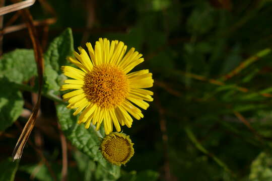 Image of common fleabane