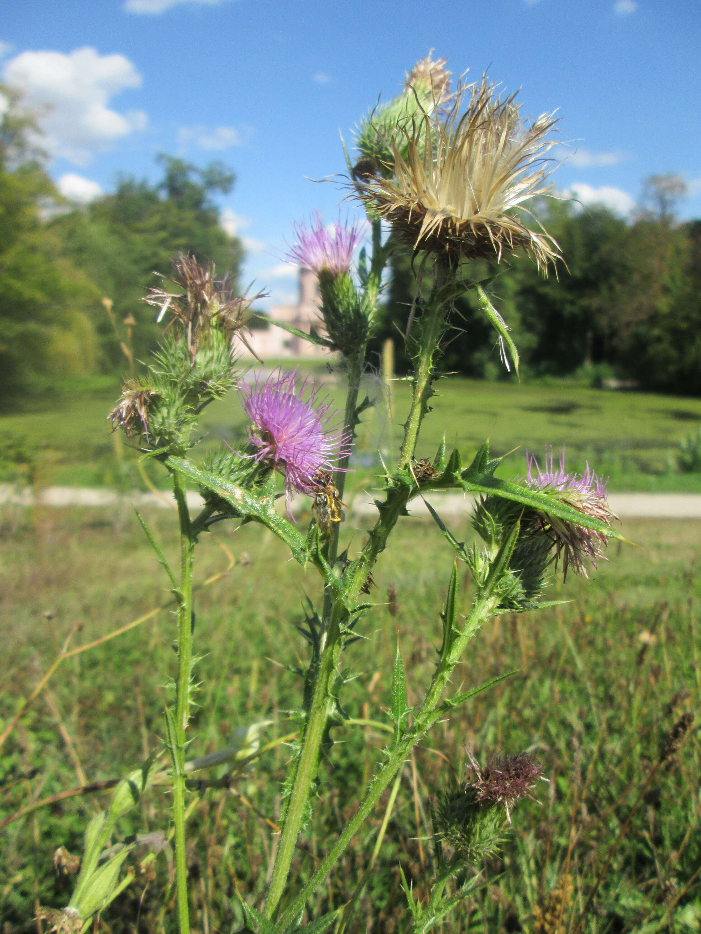 Image of Spear Thistle